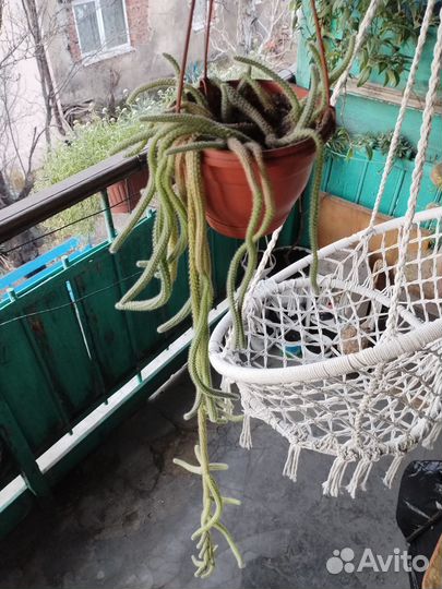 Ампельный кактус