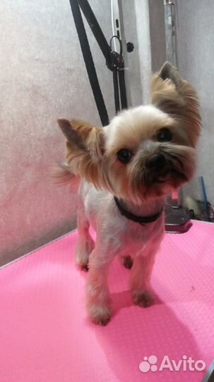 Груминг (стрижка собак, тримминг, экспресс линька)