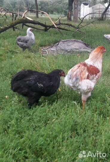 Петушок амераукан