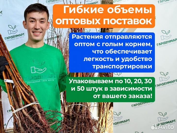 Саженцы черешни. Оптом