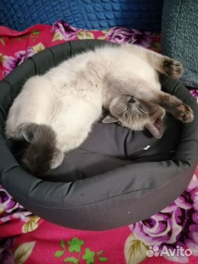 Кошечка Мася