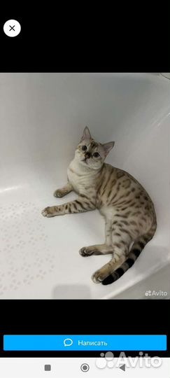 Бенгальский котенок