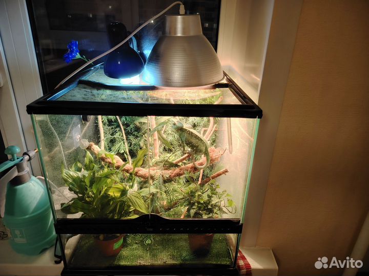 Рептилии хамелион