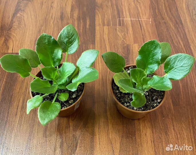 Фиалки сортовые