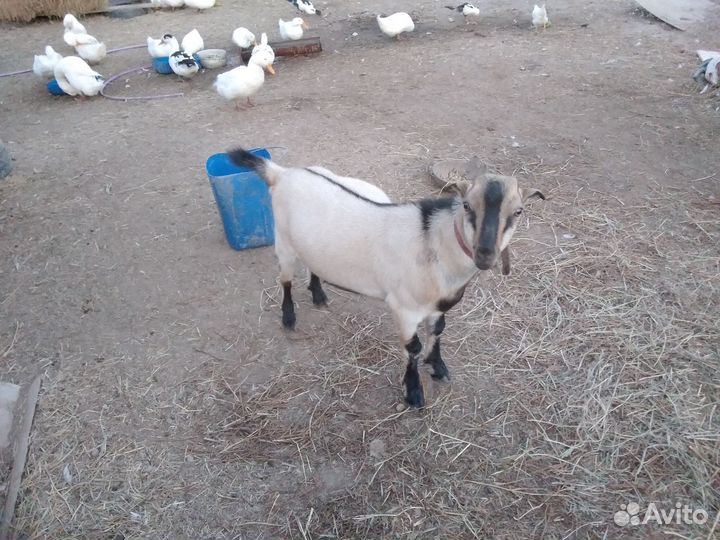 Козлик ламанча 6 мсяцев