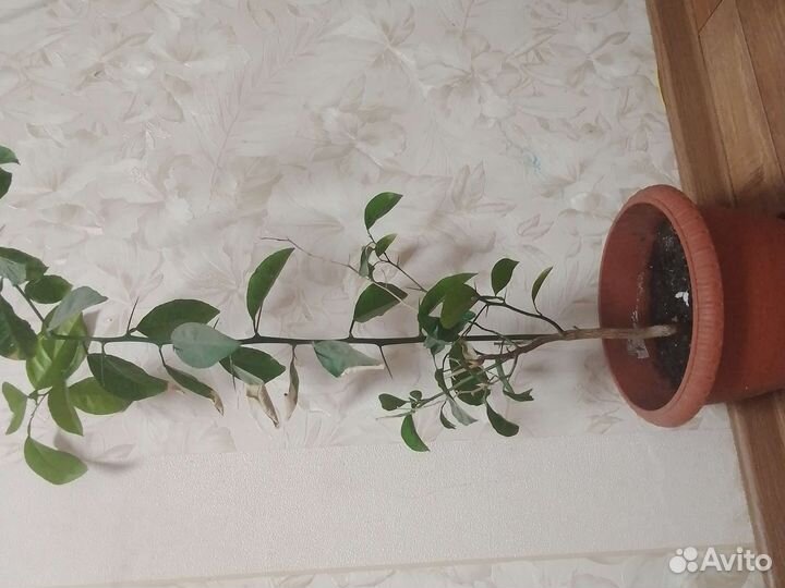Лимонное дерево