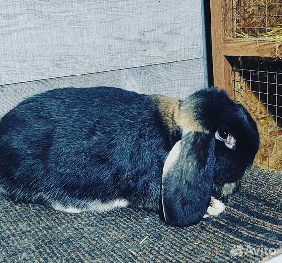 Кролики мясных пород