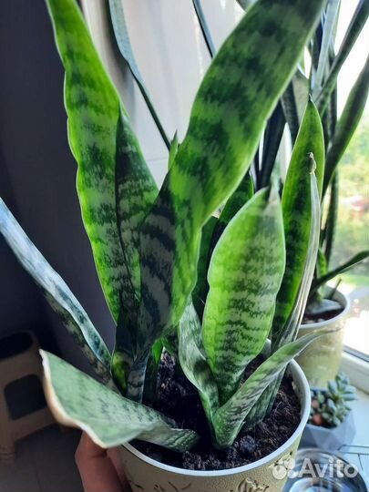 Сансевиерия