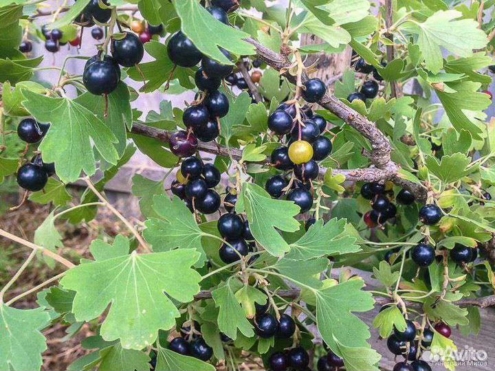 Саженцы черной смородины