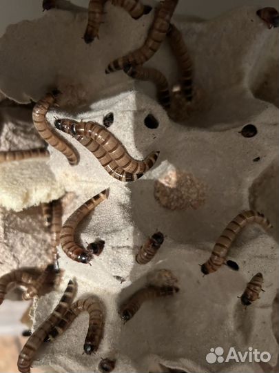 Кормовые насекомые мучник,зофобас