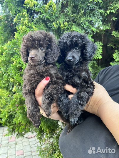 Той-пудель девочки