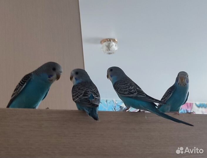 Продам волнистых попугаев