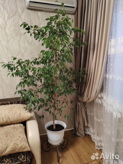 Комнатные деревья