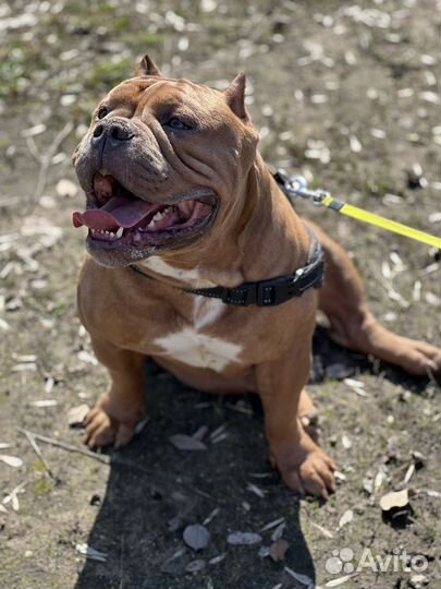 Вязка собак американский Булли