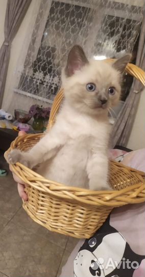 Тайские котята