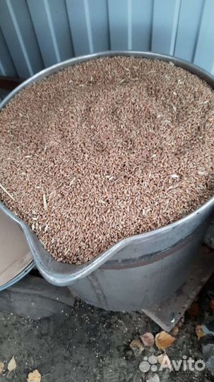 Зерно 650р