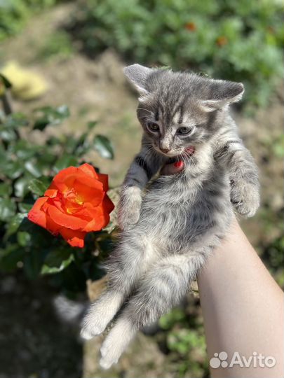 Кот