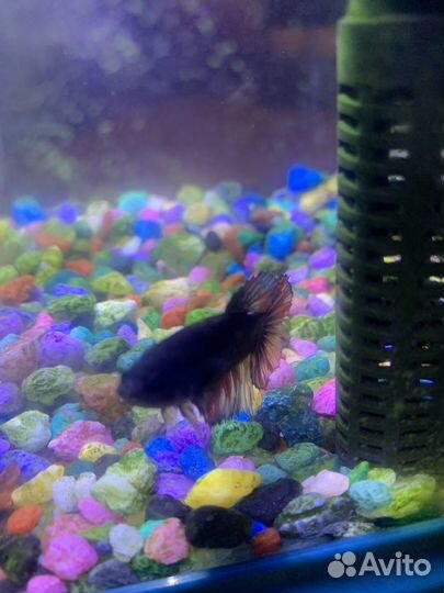Аквариум с рыбками