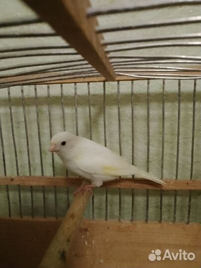 Канарейки овсяночного напева