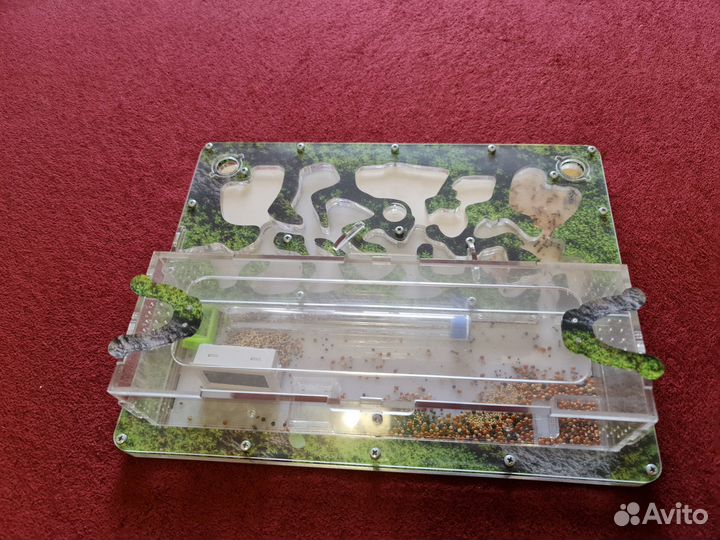 Муравьиная ферма (большая) с муравьями