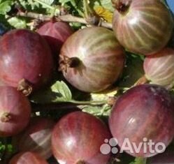 Бесшипные сорта крыжовника. Грушенька, Командор