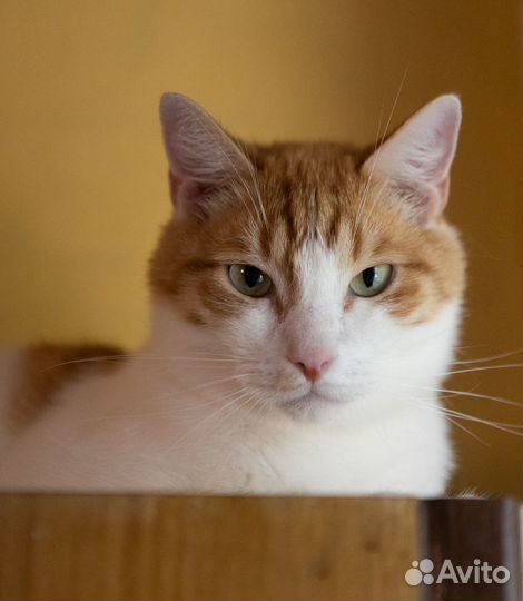 Грустный котик ищет дом