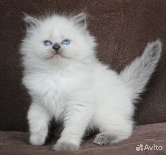 Шикарные котятки