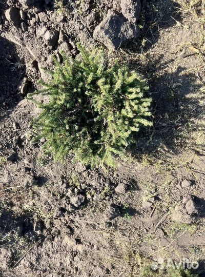 Туя Смарагд из питомника с доставкой