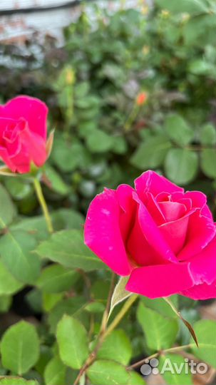 Розы, бегония, спирея, шалфей, петуния, гвоздика