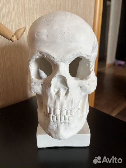 Гипсовый Череп И деревянный манекен