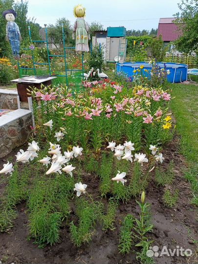 Лилии с открытой корневой системой