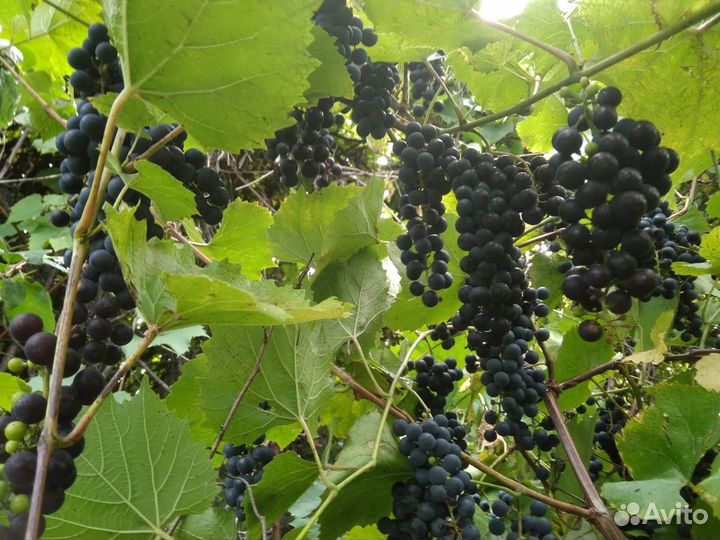 Виноград Изабелла