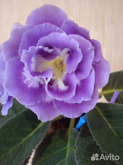 Глоксиния махровая