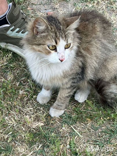 Кошечка Соня