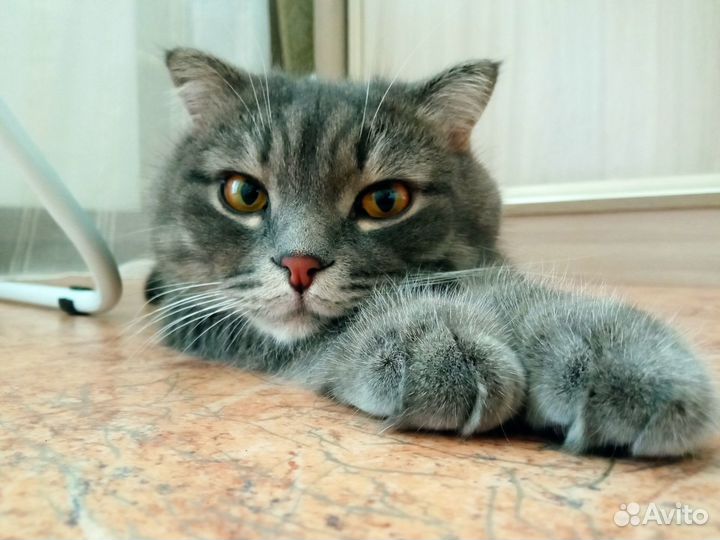 Отдам кота в добрые руки