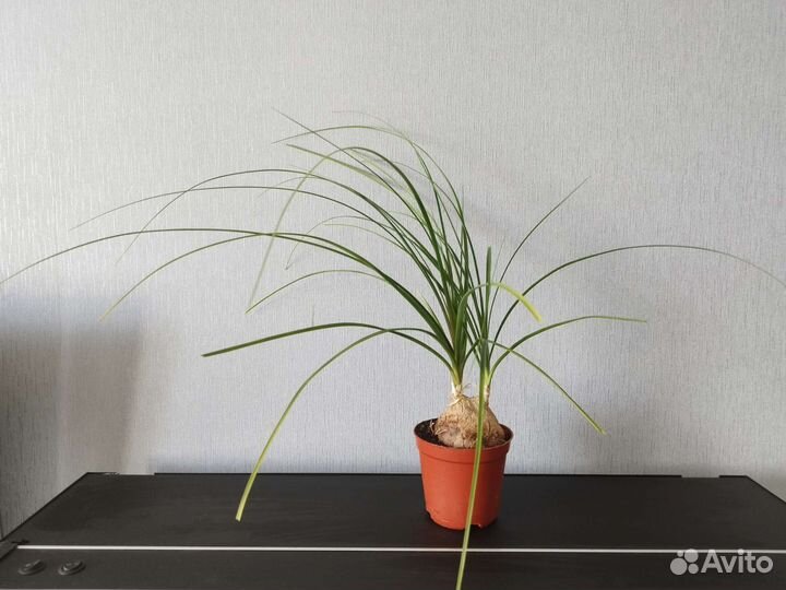 Нолина(бутылочное дерево)