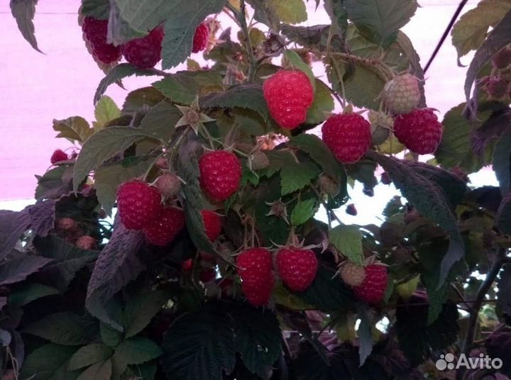 Саженцы малины