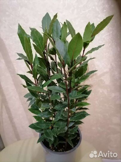 Лавровое дерево комнатные цветы вечнозеленое расте