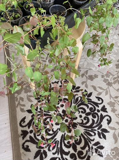 Фуксия - укоренившиеся черенки нескольких видов