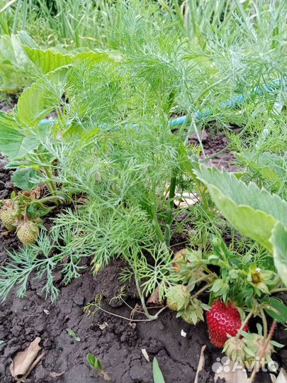 Укроп свежий