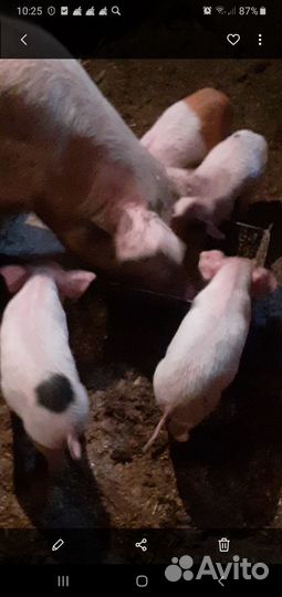 Поросенок ландрас с белой русской