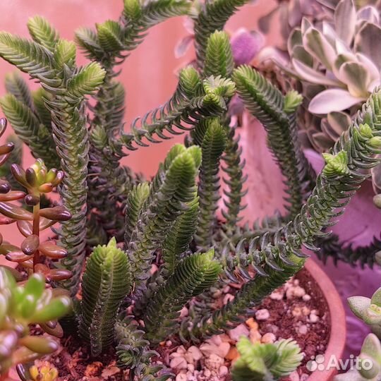 Крассула черенки