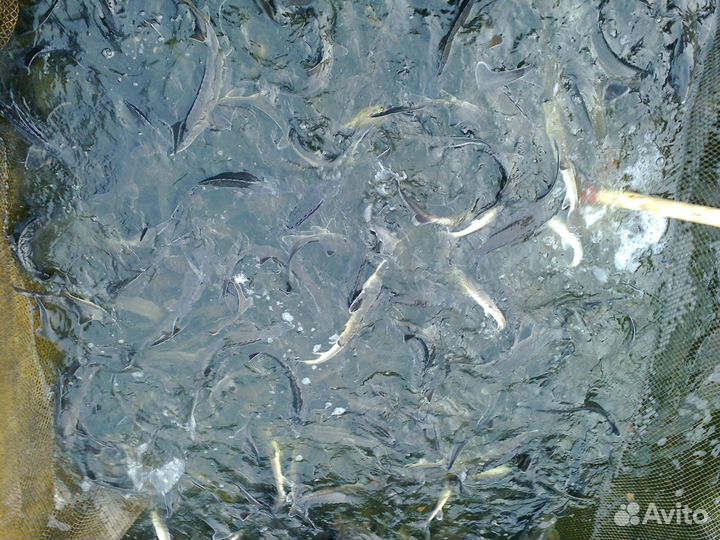 Ищу инвестора (партнера) в рыбхоз (рыба, икра)