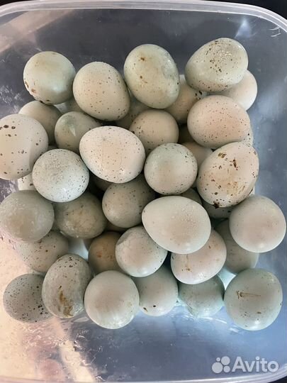 Яйцо куриное, перепелиное домашнее