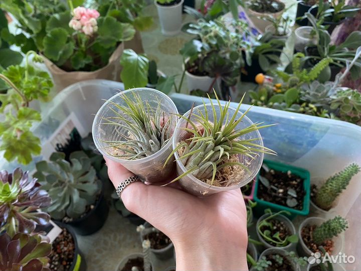 Тилландсия атмосферная