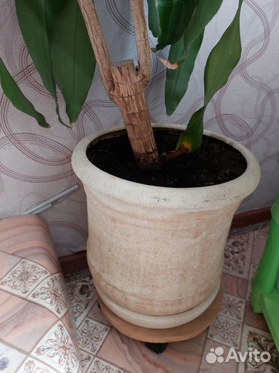 Пальма юкка