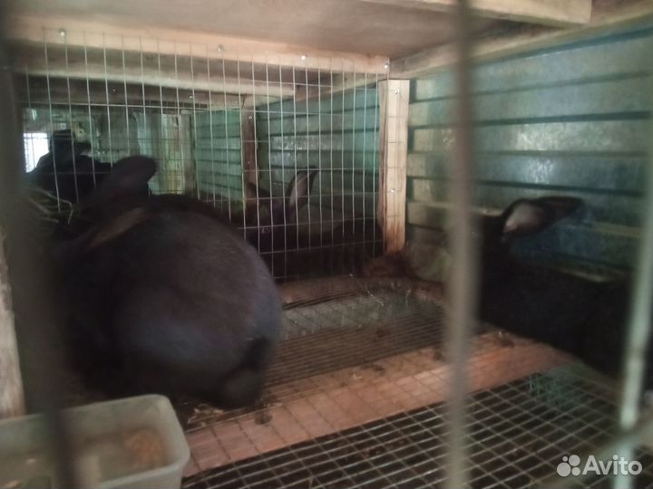 Кролики Полтавское серебро