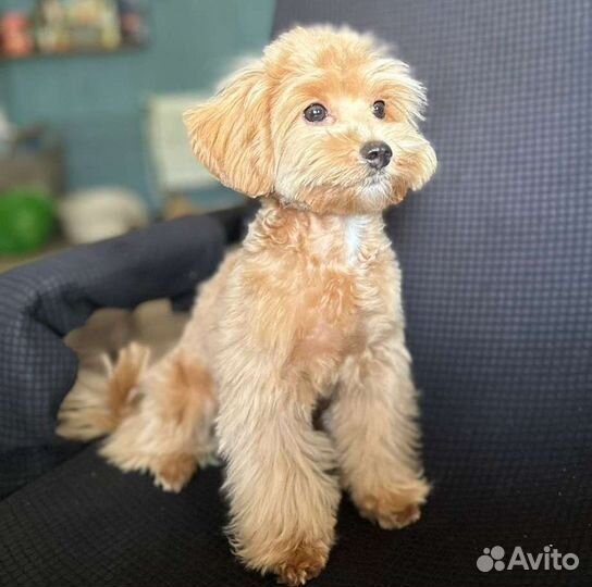 Мальчик мальтипу ф1