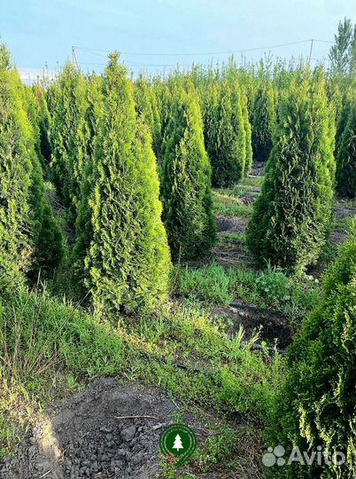 Туя смарагд на участок