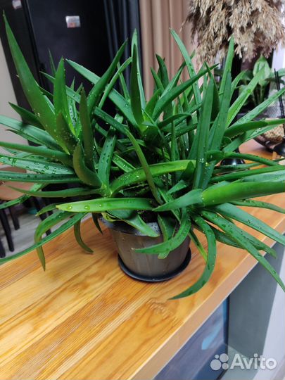 Алоэ Расставленное